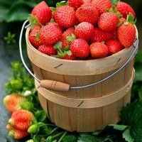 桂林比较好的草莓苗供应基地