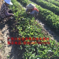 兴安县草莓苗种植批发基地