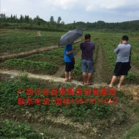 桂林法兰地草莓苗批发价格多少