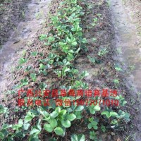湖南红颜草莓苗上市批发供应价格