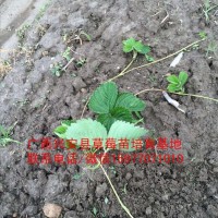 桂林附近卖草莓苗的基地哪家好