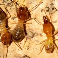 东阳单位灭白蚁门框衣柜墙面